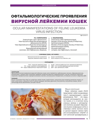 Болезни глаз у кошек - симптомы и лечение. | Лапа помощи | Дзен
