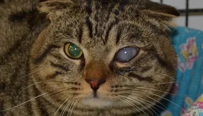 Болезни глаз у котов | Рыжая девочка | Дзен