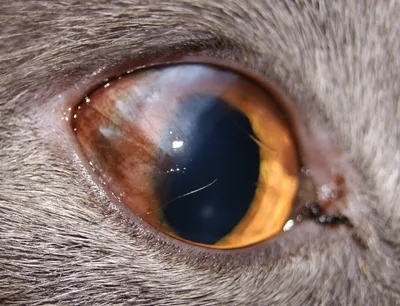 Офтальмологические проявления вирусной лейкемии кошек – тема научной статьи  по ветеринарным наукам читайте бесплатно текст научно-исследовательской  работы в электронной библиотеке КиберЛенинка
