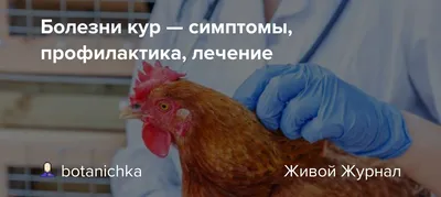 Какая та типа болячка на клювах у цыплят . | Fermer.Ru - Фермер.Ру -  Главный фермерский портал - все о бизнесе в сельском хозяйстве. Форум  фермеров.