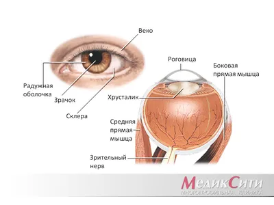 Меланома глаза – признаки, симптомы, лечение, прогноз