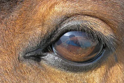 Особенности клинической картины язвенного кератита у лошадей