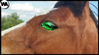 Розовый глаз»: как лечить и диагностировать опасную для лошадей болезнь? -  АТВмедиа