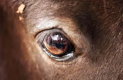 Болезни глаз у лошадей фото фото