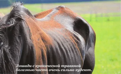 Почему Лошади Теряют Свои Глаза? - YouTube