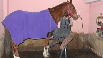 ALEZAN капли глазные для лошадей, 10 мл. купить в Новосибирске с доставкой  в интернет-магазине ЗооСАТ