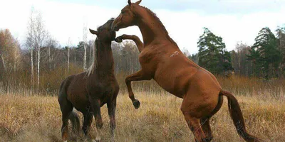 Здоровье лошади подрывают мухи и жара | Ветеринария и жизнь