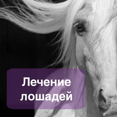 ▫️В ЧУЖОМ ГЛАЗУ...▫️ Как лошадь видит мир? Этот вопрос интересует всех  любителей лошадей, и сегодня ученые.. | ВКонтакте