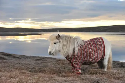 Наследственные дефекты лошадей: диагностика и профилактика / Inheritable  defects of horses: diagnosis and prevention