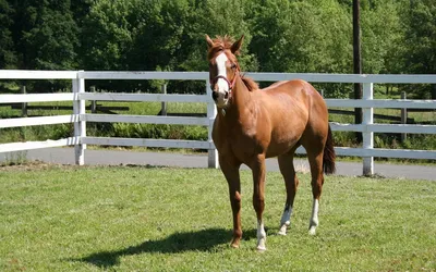 Болезни суставов у лошадей– основные виды, причины, выбор лечения