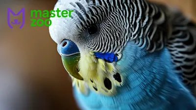 Болезни попугаев и их профилактика - Зоомагазин MasterZoo