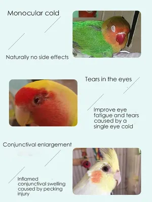 Чем болеют попугайчики? Болезни попугаев и других птиц - YouTube