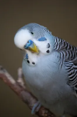 Болезни попугаев: симптомы и лечение, профилактика