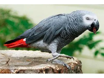 Симптомы заболевания волнистых попугаев, препараты для их лечения  ветеринаром орнитологом и профилактика