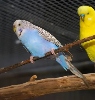 Какие болезни у попугаев и каковы их признаки?
