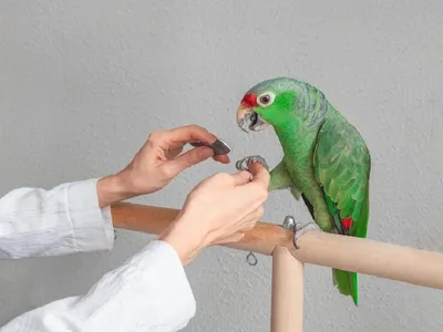 Красные глаза у волнистого попугая - картинки и фото poknok.art
