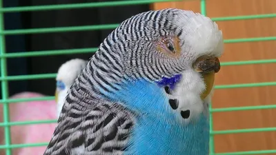 проблема с глазом у попугая - Форумы о попугаях