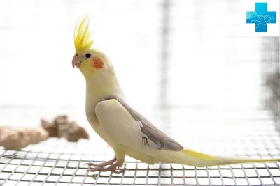 8 лучших видов говорящих попугаев | f4d.club