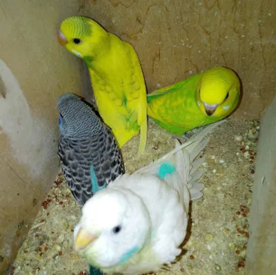 Уход за волнистым попугаем в домашних условиях - ЧИКА