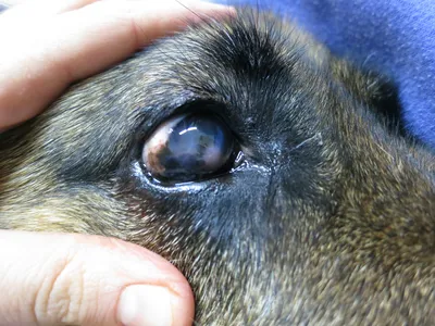 Паннус и плазмома у собак/ Chronic superficial keratitis in dogs (pannus)