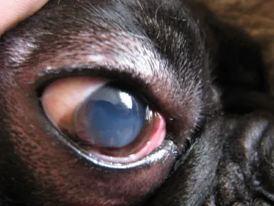 Экстренные состояния в ветеринарной офтальмологии - Когда не стоит медлить
