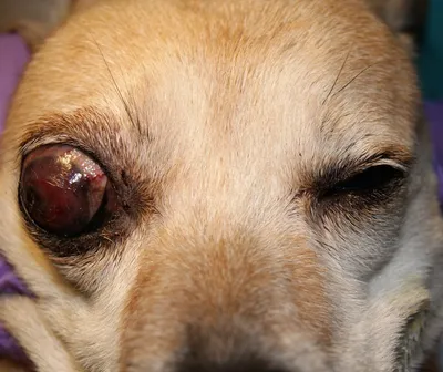 Болезни глаз у собак: лечение и симптомы - Syndrome-Kushinga
