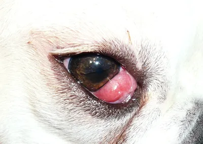 Почему у собаки мутные глаза, симптомы, причины, лечение - ветклиника \"в  Добрые Руки\"