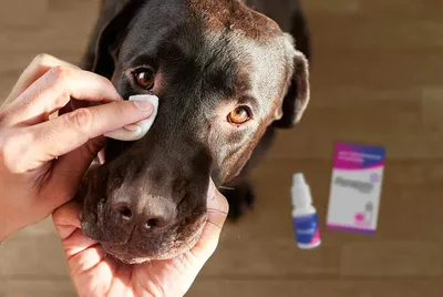 Глаукома у собак и кошек – причины и последствия развития, как проводится  диагностика и лечение