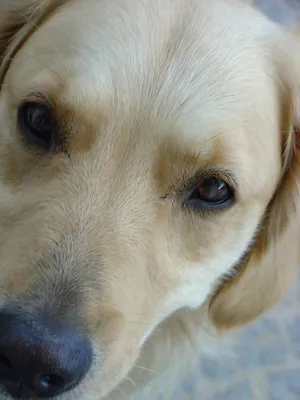 Основные болезни глаз у мопсов. Методы профилактики и лечения. | 🐶Собачья  жизнь🐱 | Дзен