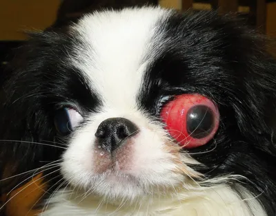 Болезни глаз - Дай Лапу | Ветеринарная клиника в Минске