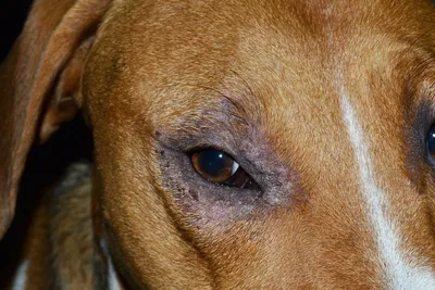 Болезни глаз у собак и кошек: симптомы, лечение, когда обращаться врачу -  Ветеринарная клиника \"Центр\"