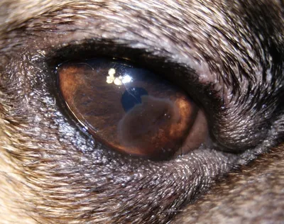 Блефарит у собак: лечение и симптомы воспаления век