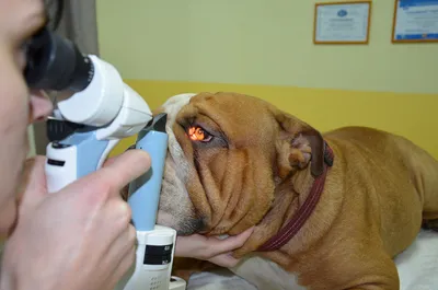 Болезни глаз у собак и кошек: симптомы, лечение, когда обращаться врачу -  KP.RU