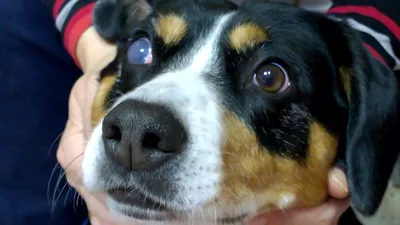 У собаки мутные глаза: почему и что делать если помутнели зрачки