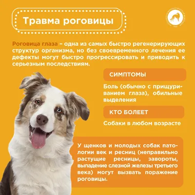 Операции на глаза у собак 🐕, кошек 🐈 и других животных в Москве - цены в  ветклинике «Джунгли»