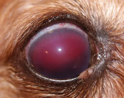 Блефарит у собак и кошек: причины, симптомы, лечение