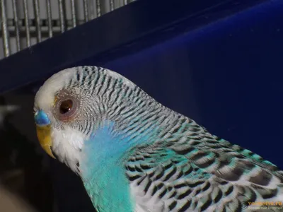 проблема с глазом у волнистого попугая - Форумы о попугаях
