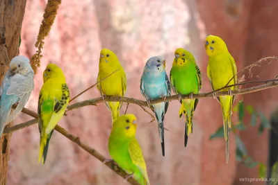 У попугая опухло возле глаза | Форумы о попугаях Parrots.ru