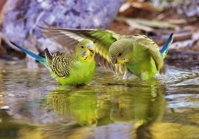 Зеленощёкий краснохвостый попугай – описание, виды, содержание и уход, фото