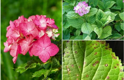 Купить Гортензия крупнолистнаяHydrangea macrophylla Admiration - в  питомнике Флорини