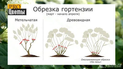 О болезнях гортензии метельчатой: описание, что делать, способы борьбы