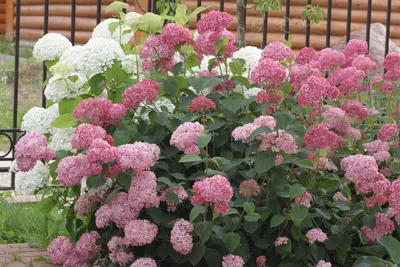 Купить Гортензия крупнолистная ПерфекшнHydrangea macrophylla Perfection - в  питомнике Флорини