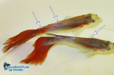 Тетрахимены - убийцы не только гуппи. Тетрахименоз - диагностика и лечение.  | АквариумОК