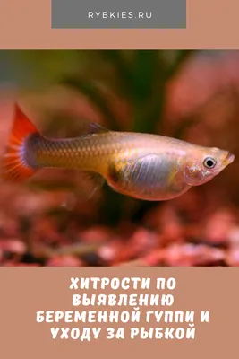 Гуппи (Poecilia reticulata) | Справочник аквариумиста