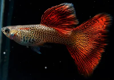 Гуппи разные (самки) (Poecilia reticulata) | Aquarium-Style