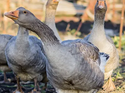 Холмогорские гуси, Холмогоры, Гуси породы Холмогорская, Kholmogory Goose |  Мускусная утка, Утки, Домашнее животное