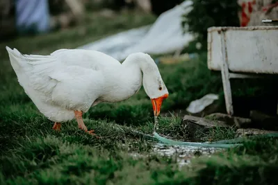 Женщина полетала над Альпами со стаей гусей. Она мечтала сделать это  раньше, чем ослепнет из-за врожденной болезни