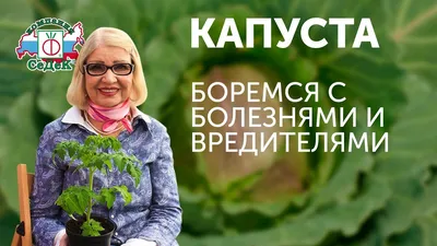 БОЛЕЗНИ И ВРЕДИТЕЛИ КАПУСТЫ. КАК БОРОТЬСЯ? СОВЕТУЕТ ОКТЯБРИНА ГАНИЧКИНА -  YouTube