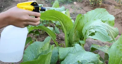 Как поливать и обработать капусту: почему не завязывается капуста, почему  желтеет и краснеет капуста, почему капуста идет в цвет - 5 августа 2023 -  НГС