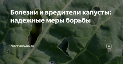 Какой препарат лучше всего использовать для борьбы с гусеницами? - Капуста  - Форум для дачников | Огород.ru